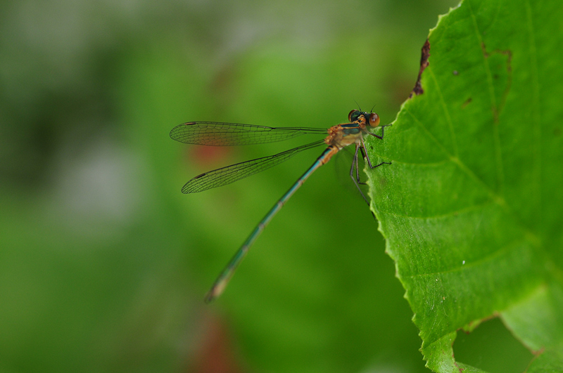 identificazione: Lestes sponsa o dryas ?   No, Lestes virens vestalis